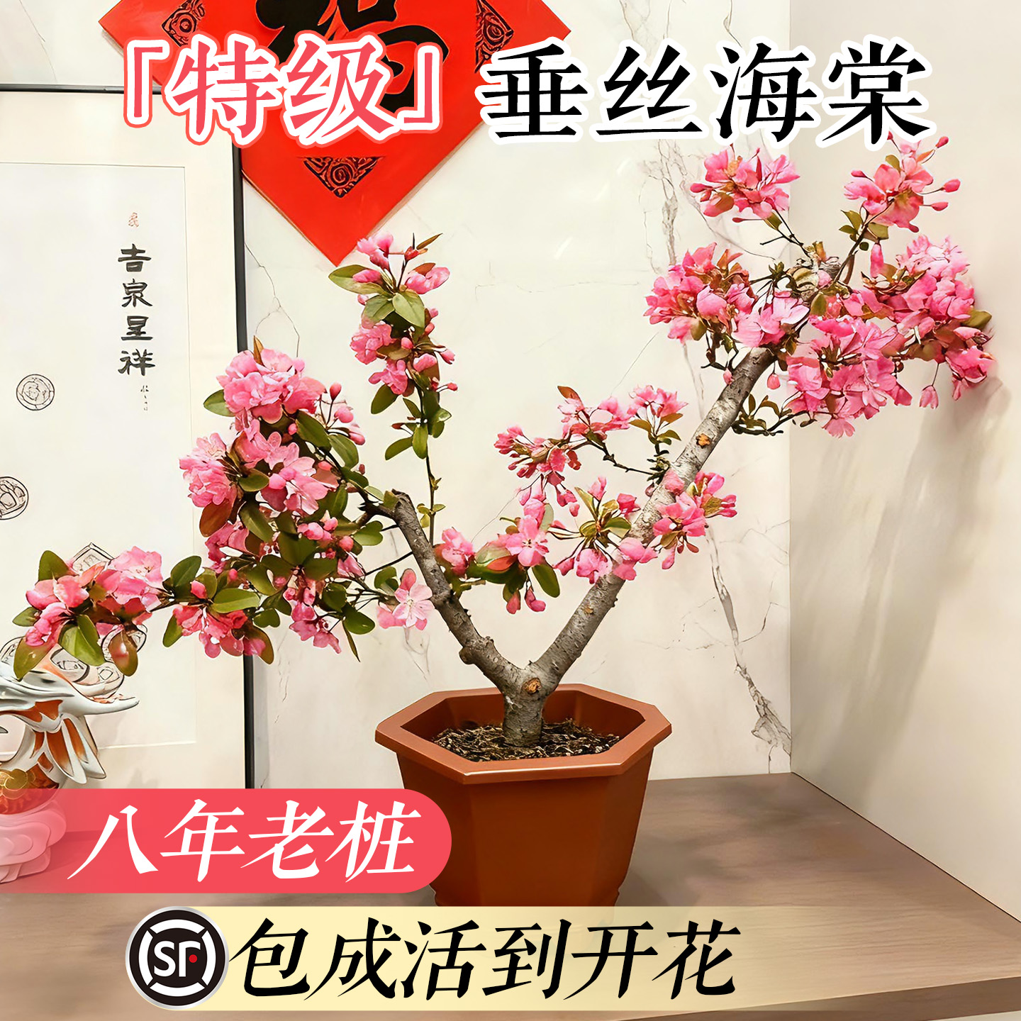 【垂丝海棠花】特级老桩不活包赔