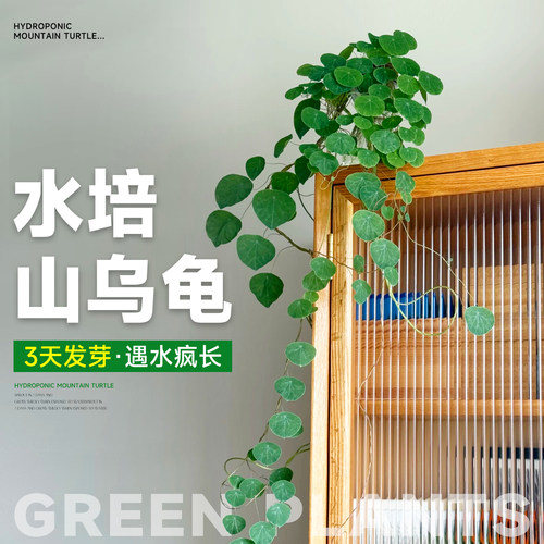 水培山乌龟爬藤植物一叶龟盆栽