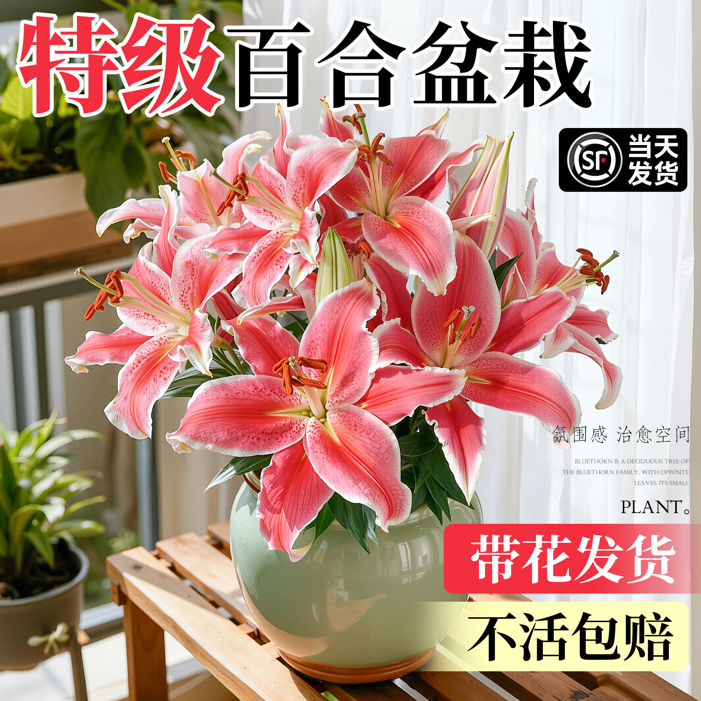 香水百合盆栽带花苞重瓣鲜花卉植物室内花好养活四季开花客厅绿植