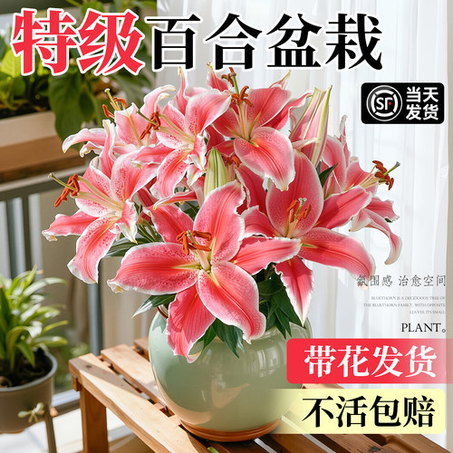 香水百合盆栽带花发货不活包赔
