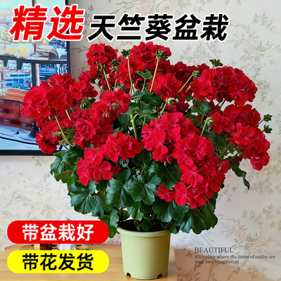 天竺葵盆栽带花苞四季重瓣花卉阳台室内好养的懒人花苗植物开花