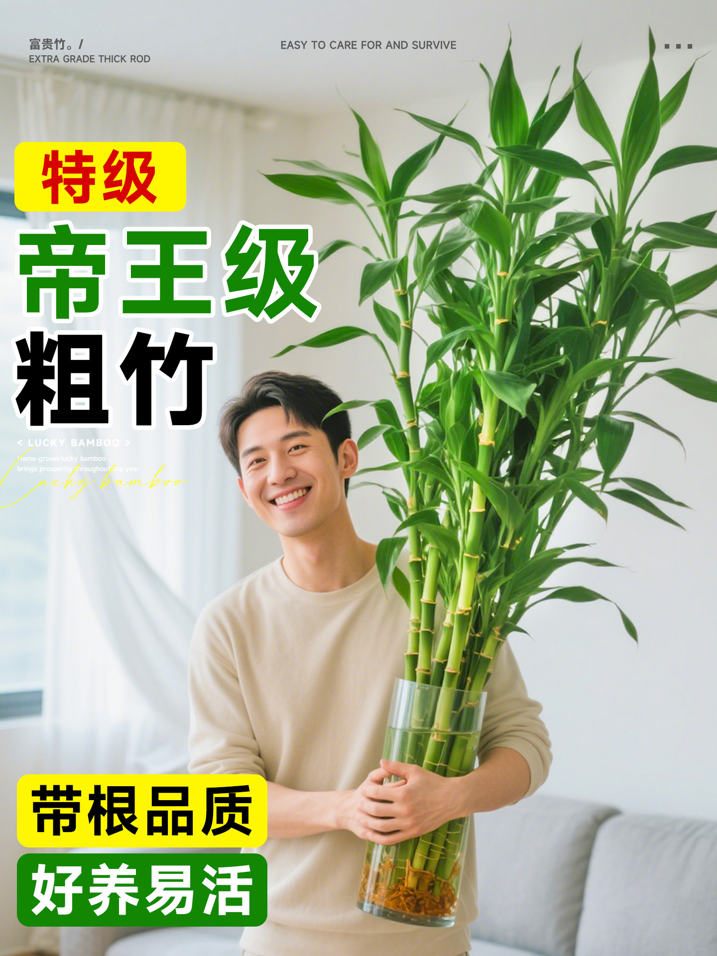富贵竹水培植物粗杆带根水养绿植室内客厅水生招财转运竹子好养活
