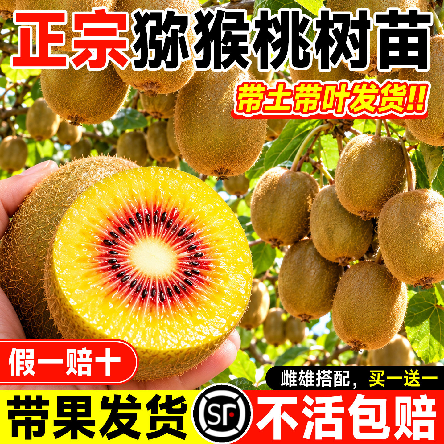 6A猕猴桃树果苗当年结果不活包补图片