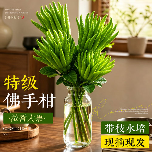 【现摘现发】特级大果佛手柑