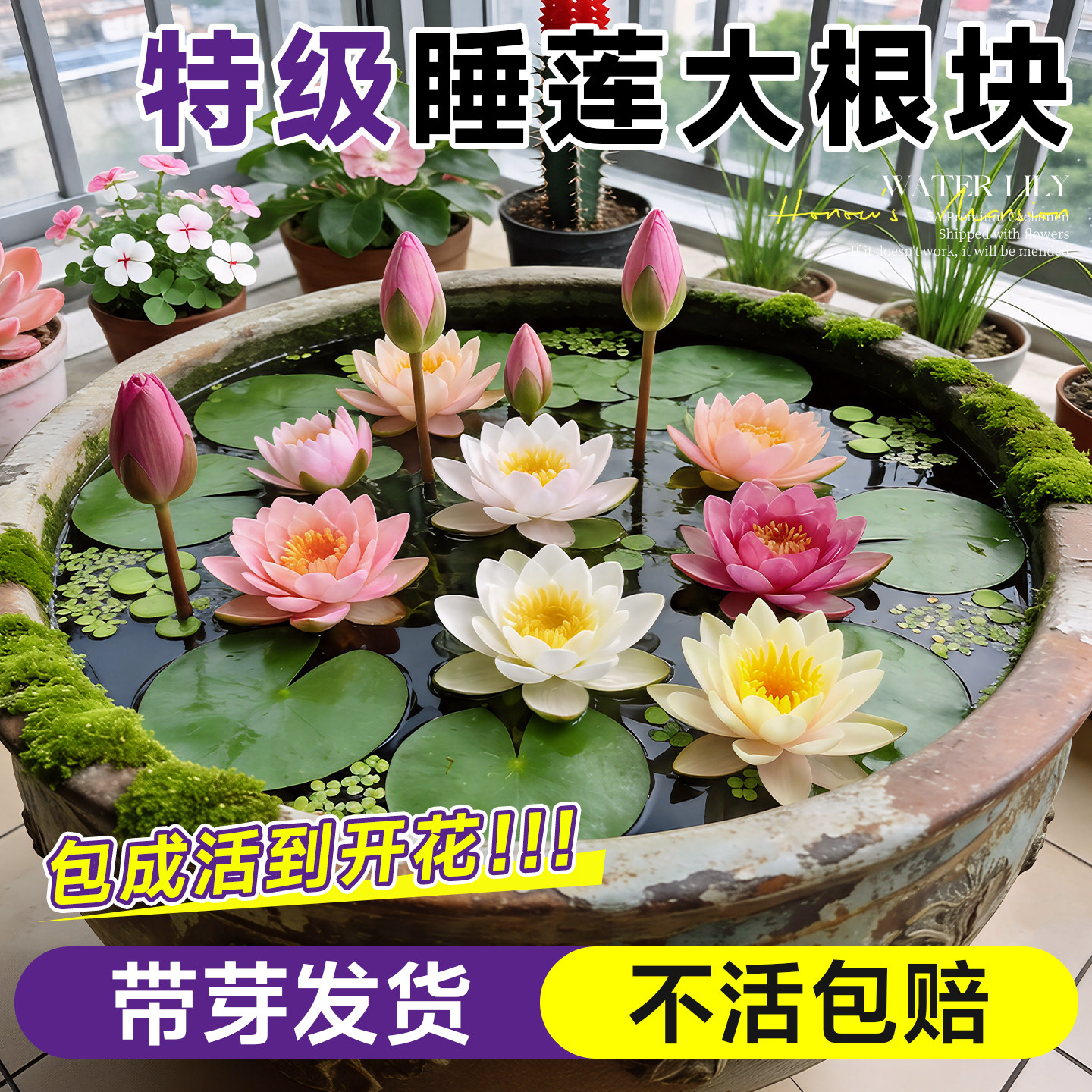 睡莲水培植物荷花带花水池塘莲花根块水养花卉盆栽带芽碗莲花根茎