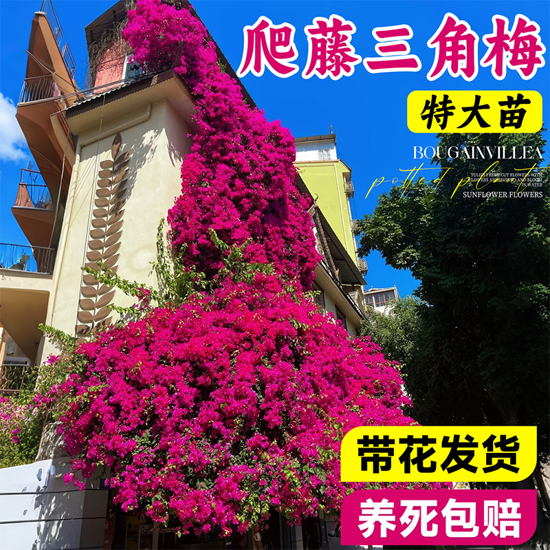 重瓣爬藤三角梅四季带花苞开花盆栽漳红樱老桩庭院树苗绿植物花卉,鲜花速递/花卉仿真/绿植园艺,绣球/木绣球/木本植物,淘宝优惠券,粉丝福利购,淘宝优惠卷