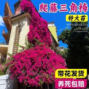 重瓣爬藤三角梅四季带花苞开花盆栽漳红樱老桩庭院树苗绿植物花卉