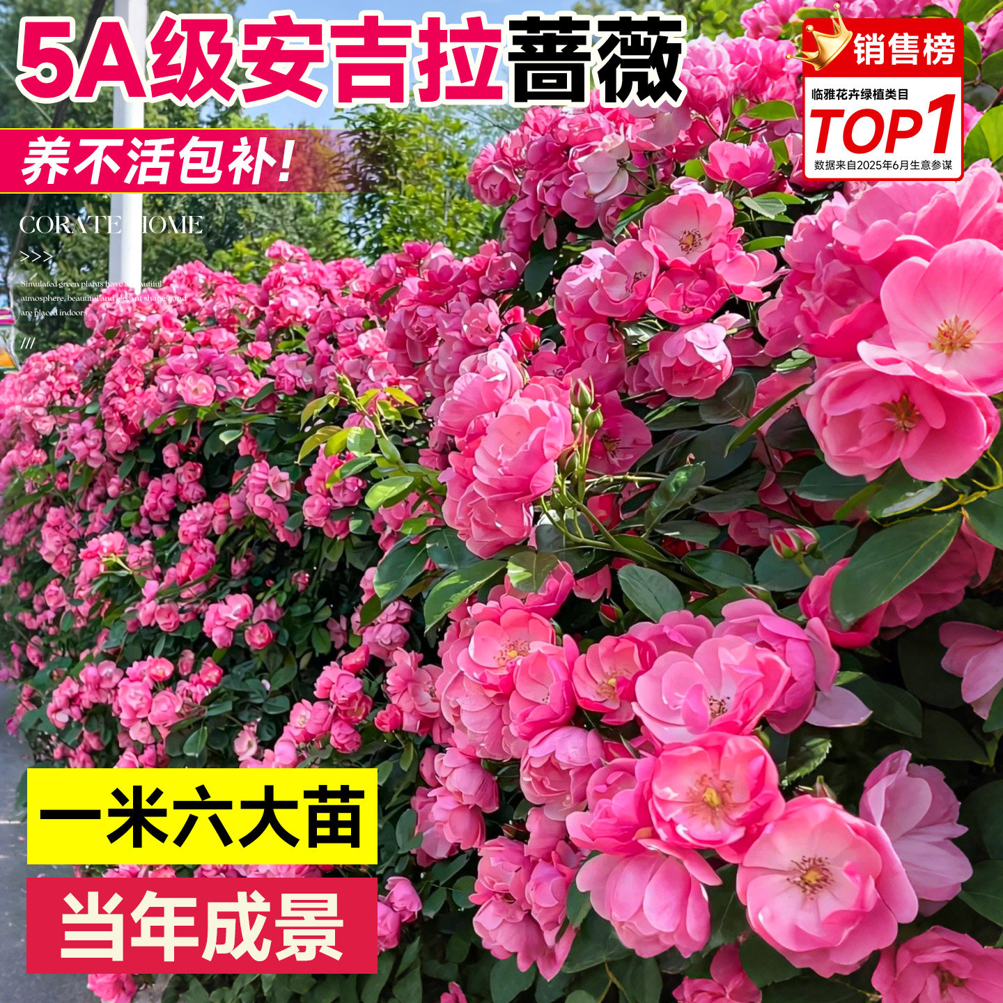 安吉拉爬藤月季蔷薇花苗四季开花大苗无刺老桩庭院藤本爬墙好养
