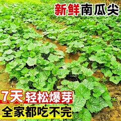 专吃南瓜尖种孑南瓜藤籽菜种子食用高产蔬菜苗秧苗四季农作物种籽