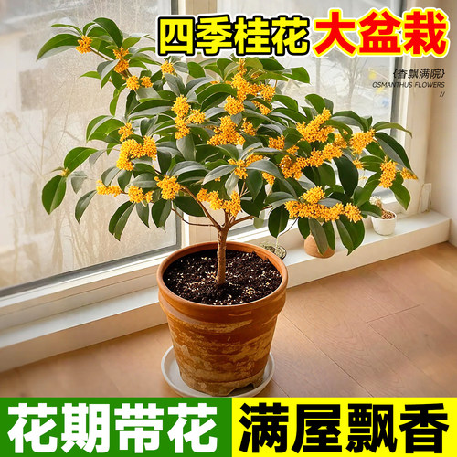 【花期带花】香气四溢