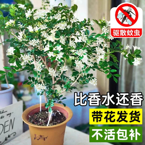 九里香盆栽四季驱蚊植物开花室内茉莉花水培栀子花绿植花卉好养活