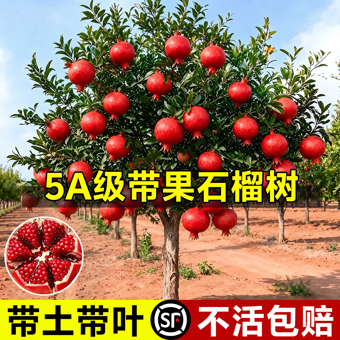 【带果发货】软籽石榴树苗包结果图片