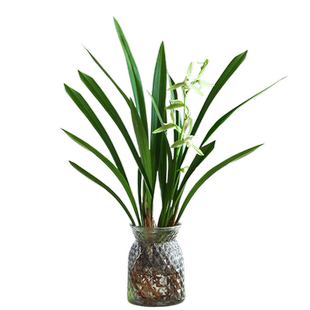 水培植物墨兰花卉办公室内绿植盆栽水养精品名贵兰花品种大全好养