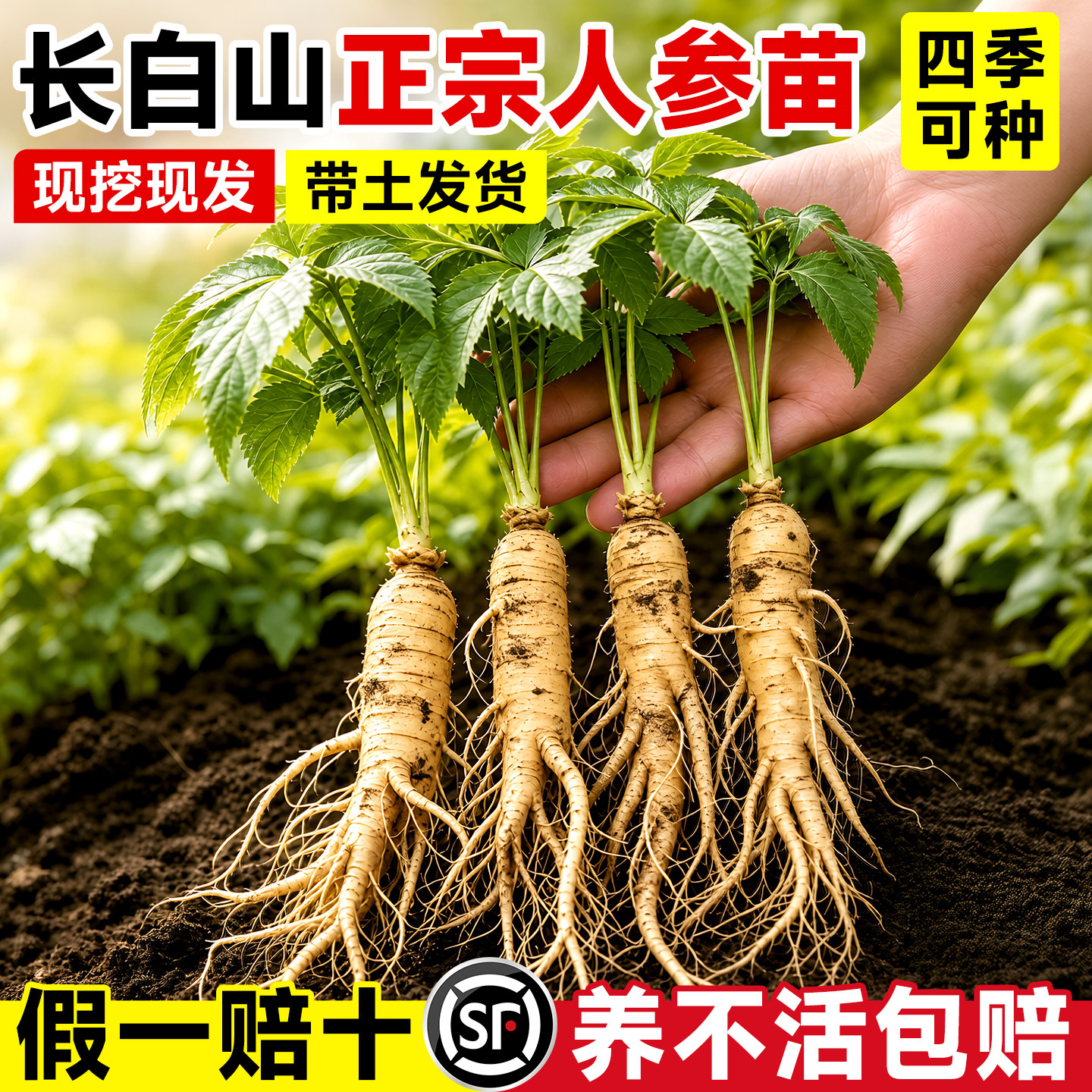 新鲜长白山人参苗可室内种植人参活苗盆景长白山山参苗西洋参苗