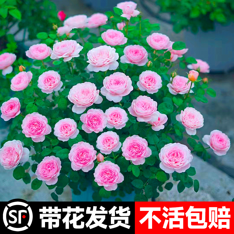 瑞典女王月季花苗蔷薇爬藤墙微花