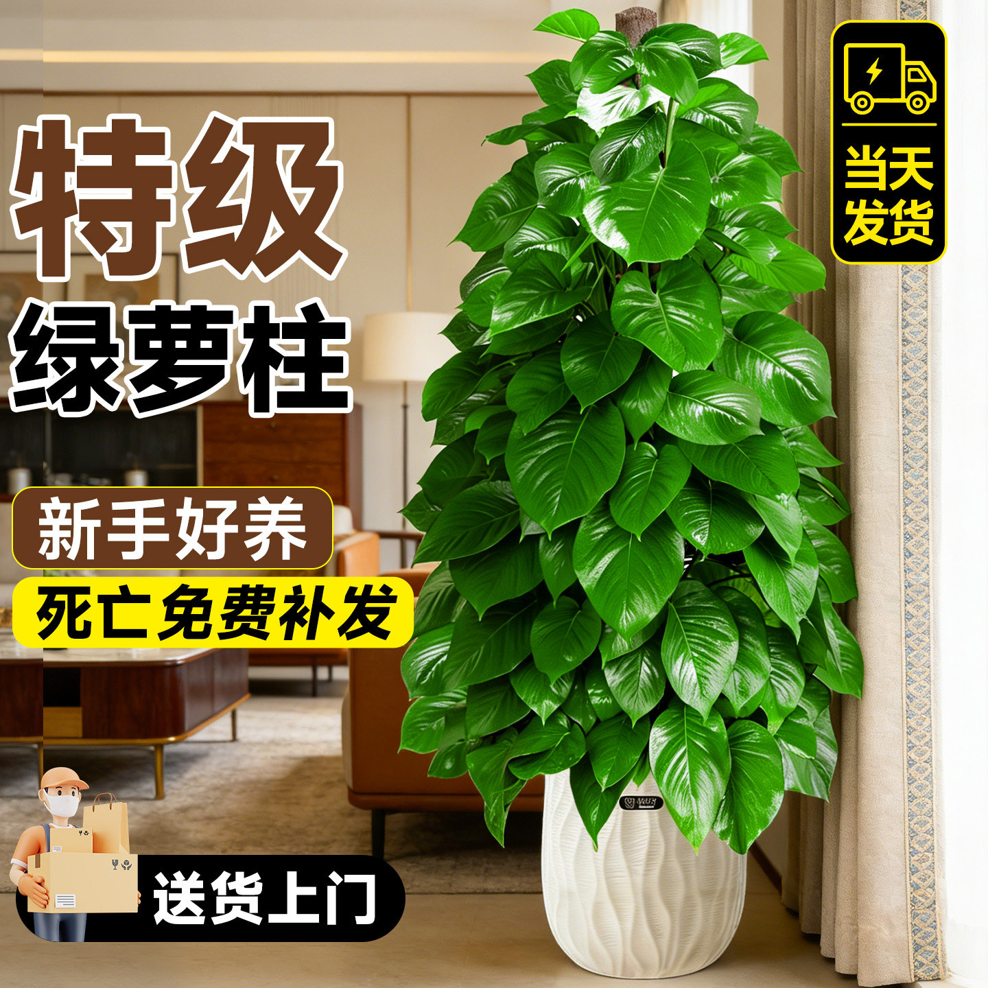 大叶绿萝柱绿植大盆栽办公室客厅室内除甲醛净化空气四季好养植物,鲜花速递/花卉仿真/绿植园艺,绿植,淘宝优惠券,粉丝福利购,淘宝优惠卷