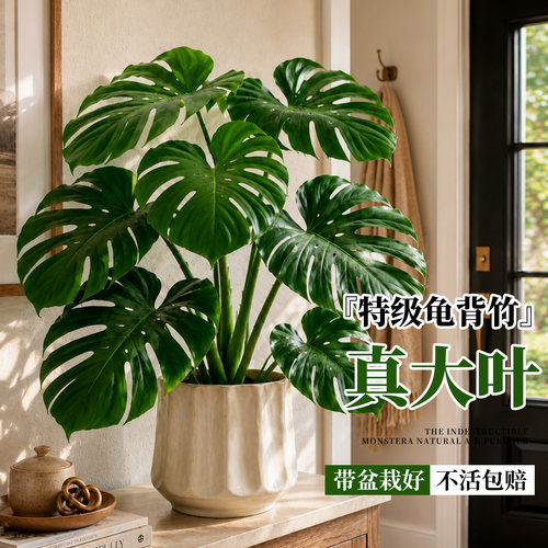 龟背竹盆栽老桩大叶室内耐阴好养
