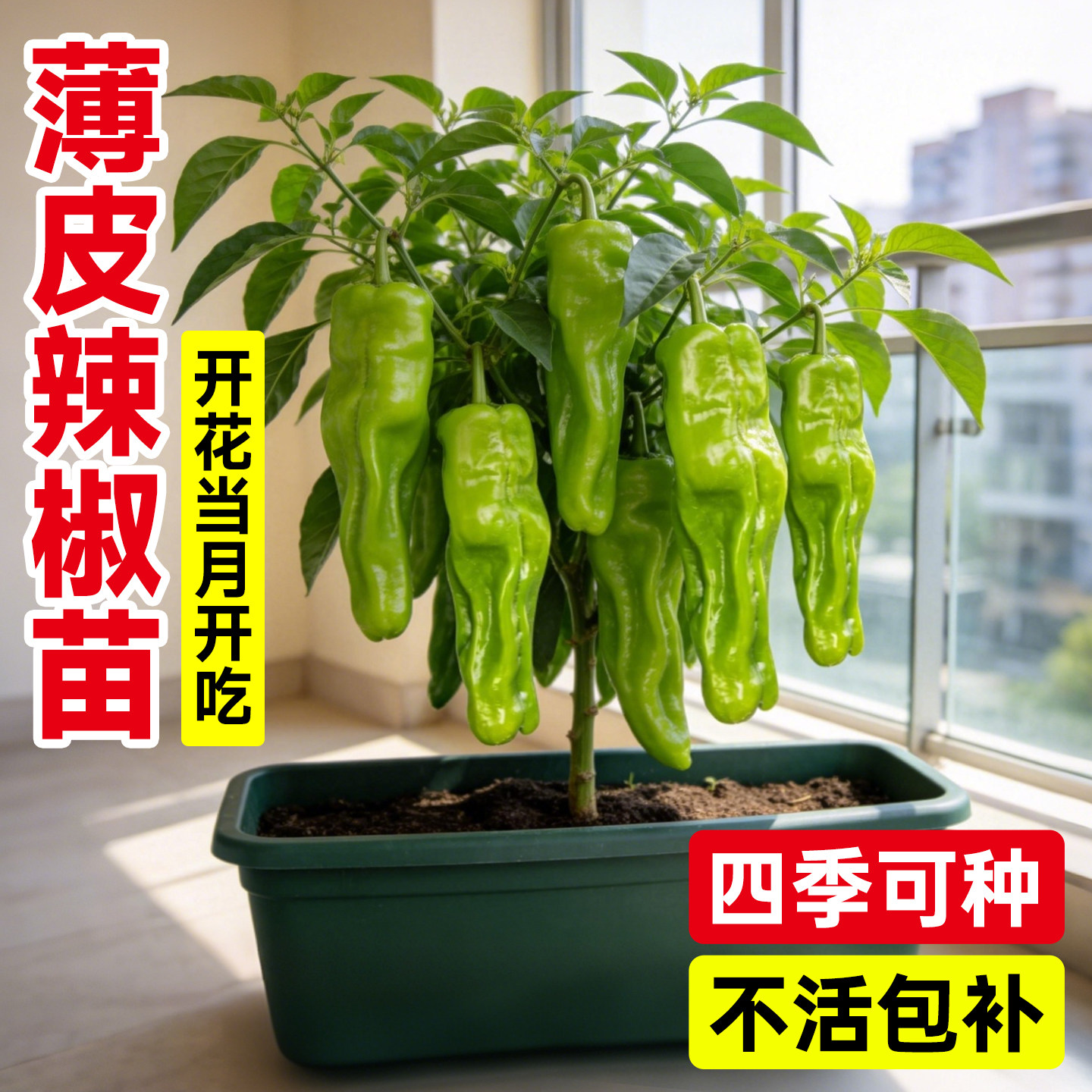 薄皮辣椒苗秧苗四季二荆条樟树港小米朝天彩椒树苗菜苗蔬菜苗盆栽