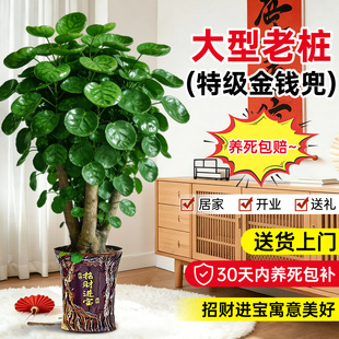 金钱兜福禄桐大型绿植盆栽客厅高级感金钱树发财树办公室内旺宅树