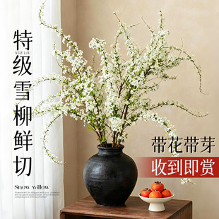 雪柳鲜枝带花苞干支纯水培植物室内好养花卉绿植盆栽桌面水养龙柳