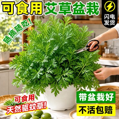 艾草盆栽驱蚊植物室内可食用香草