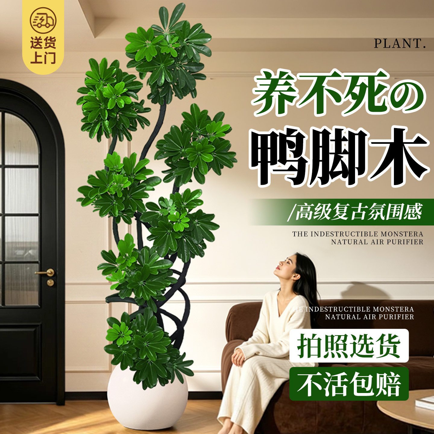 造型鸭脚木客厅绿植高级感室内大型盆栽高端大气上档次落地鸭掌木
