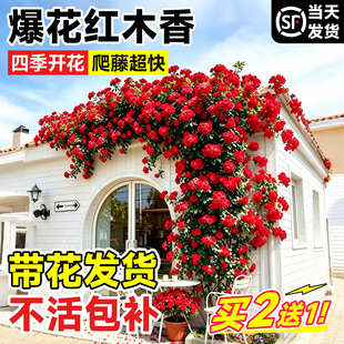 四季爬藤红木香开花无刺老桩植物开花大苗花卉蔷薇老桩盆栽庭院