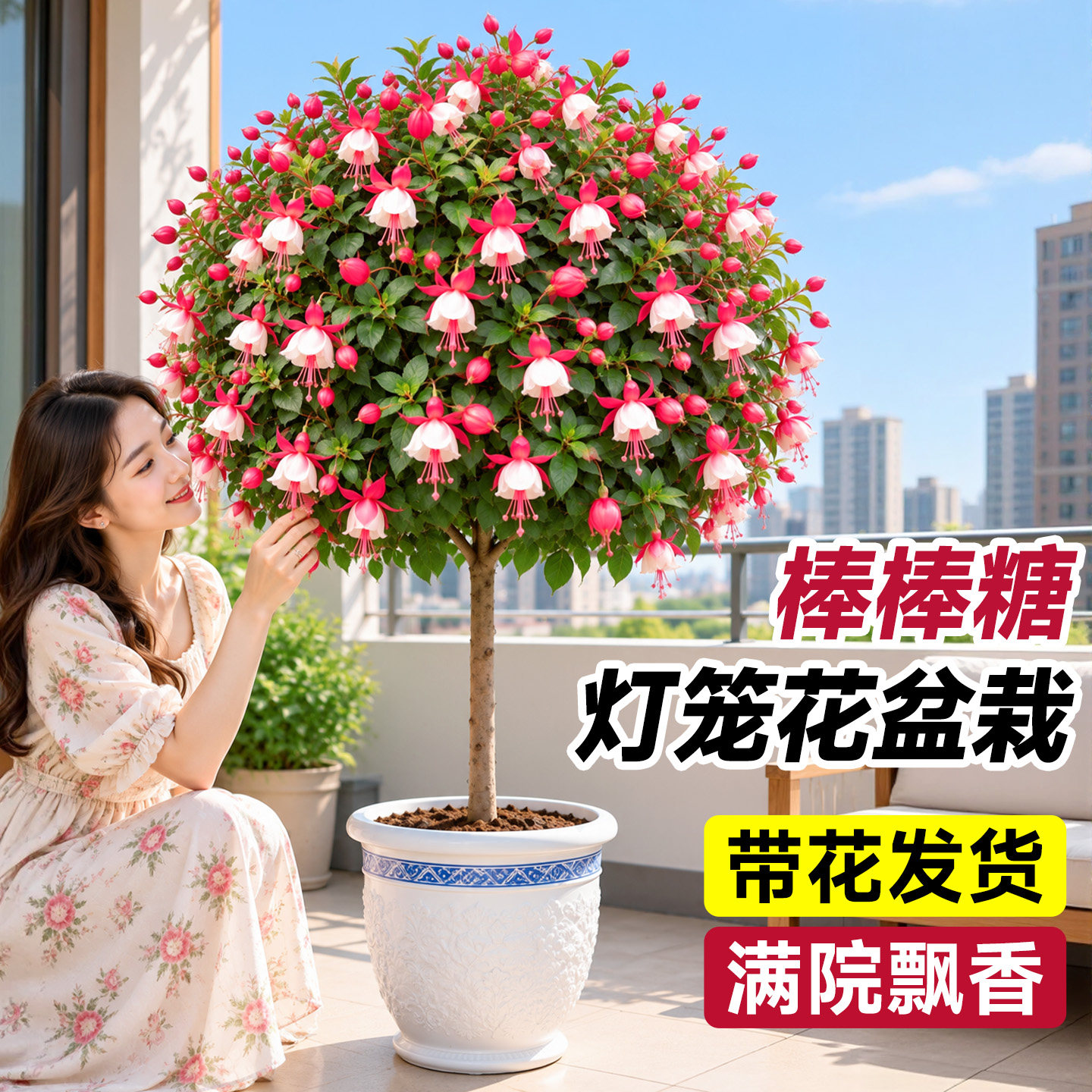 棒棒糖灯笼花带花苞倒挂金钟盆栽重瓣花苗阳台花卉四季植物开花活
