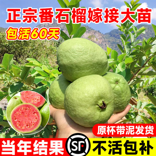 正宗无籽番石榴树果苗红心芭乐苗