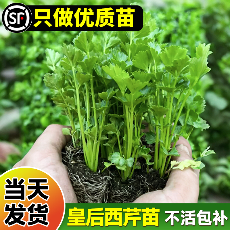 皇后西芹苗芹菜苗秧四季小香芹老品种子籽孑水果阳台盆栽蔬菜种植