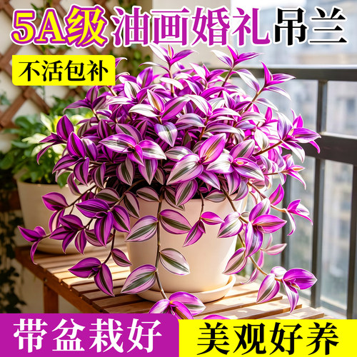 特级油画婚礼吊兰水土培