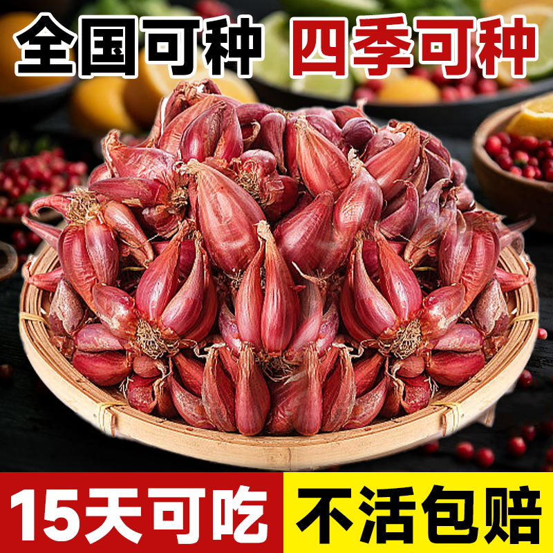 葱种子四季小香葱种头小葱头红葱