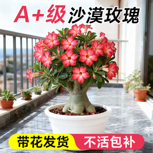 沙漠玫瑰盆栽好养重瓣老桩室内阳台绿植盆栽花卉耐旱易开花绿植物