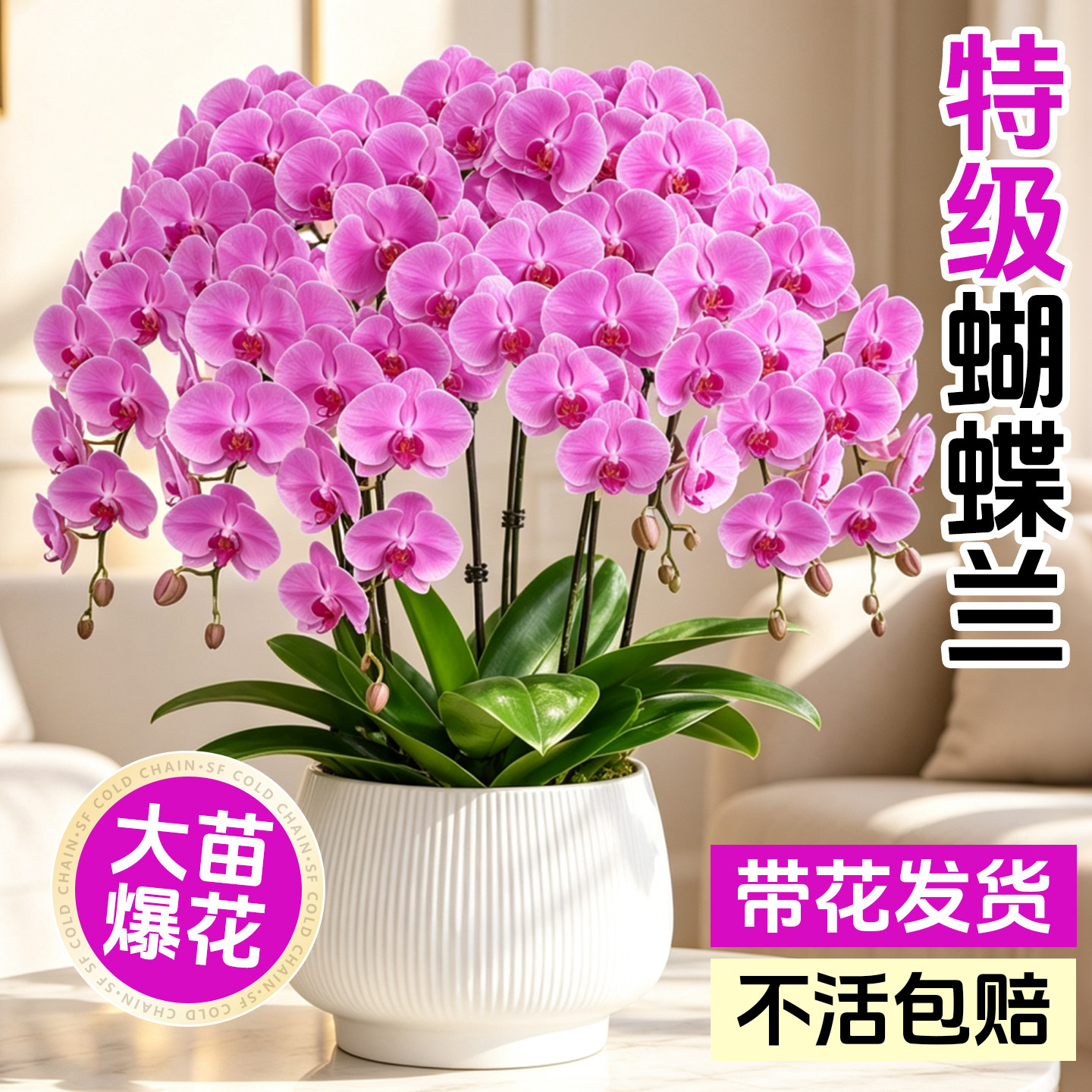 蝴蝶兰带花盆栽带花苞特大号高级花卉绿植兰花洋兰年宵花客厅卧室