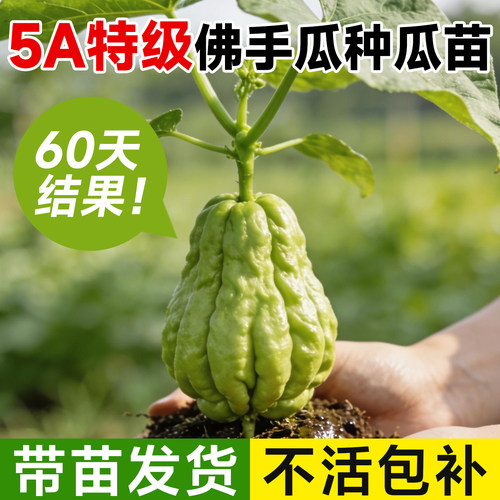 【带苗发货】佛手瓜种瓜苗带土