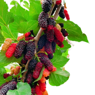 桑葚树苗盆栽白长果桑椹叶蓝莓树南北方四季树莓苗水果树果苗大全