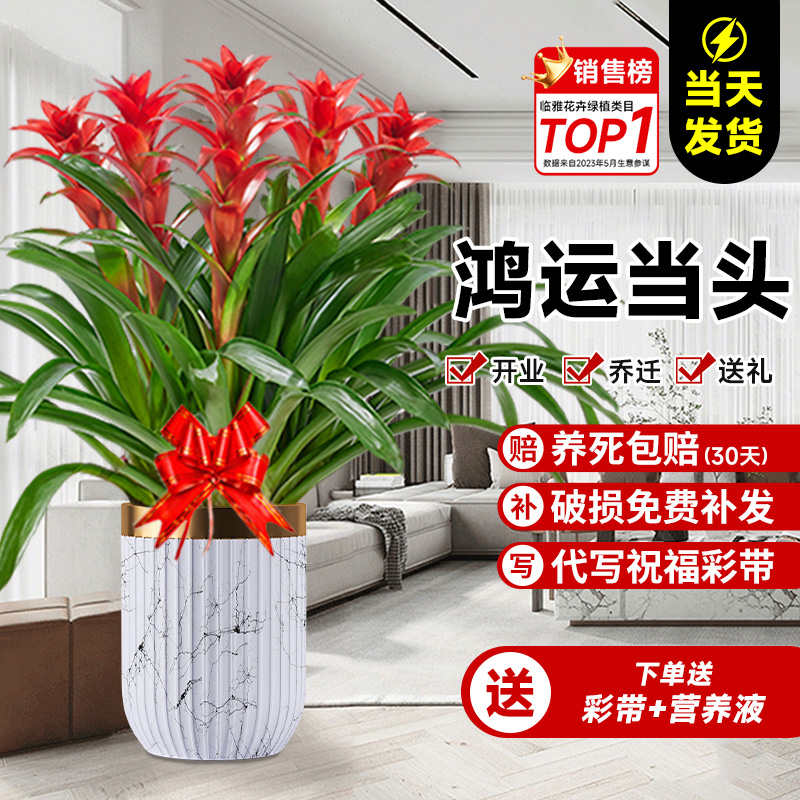 鸿运当头盆栽带花乔迁开业送礼