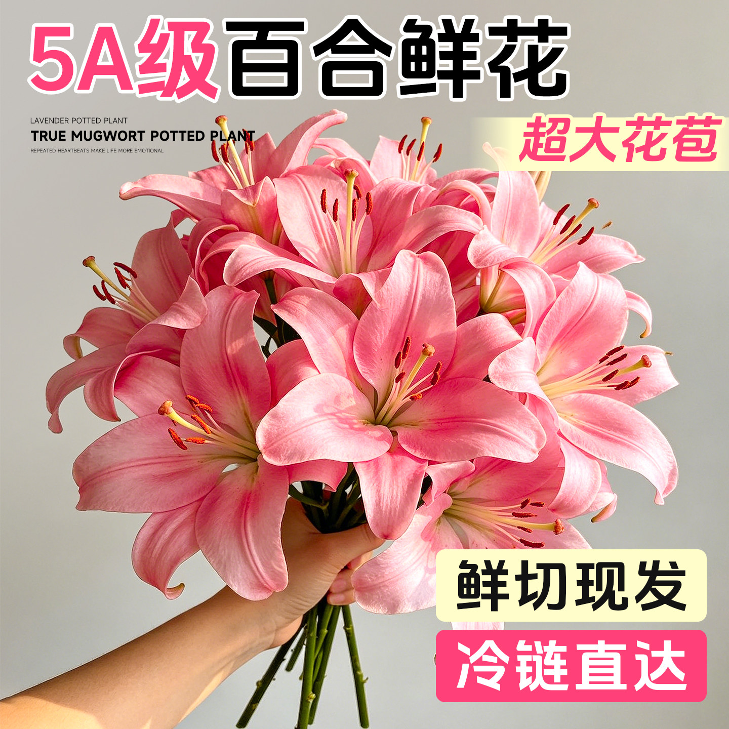 粉色香水百合鲜花云南基地直发家用鲜切花插花水培花卉重瓣花束