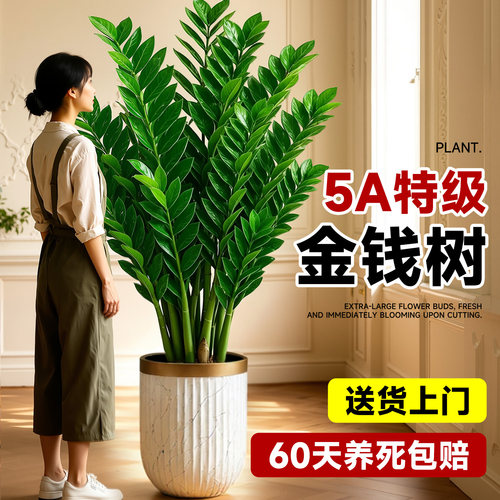 【送货上门】特级金钱树养死包赔