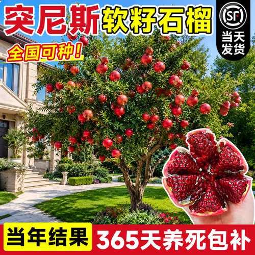 【当年结果】软籽石榴树苗包结果