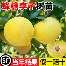 蜂糖李子树苗水果树果苗盆栽南北方种植冰糖红心三华李新品种贵州