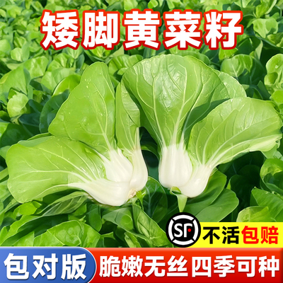 正宗南京矮脚黄菜籽奶油白菜种子