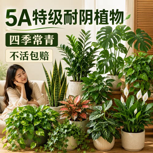 室内耐阴好养易活的植物懒人可养