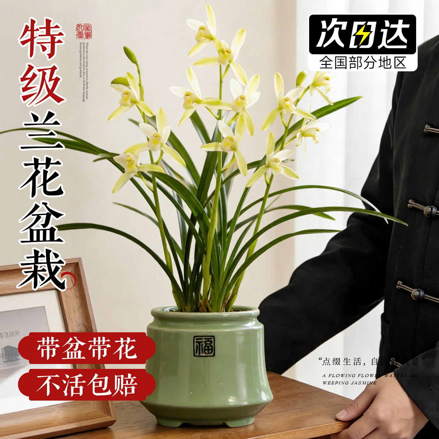 兰花盆栽带花苞名贵兰花苗品种大全特大号精品建兰室内阳台好养活,鲜花速递/花卉仿真/绿植园艺,国兰/杂交兰/洋兰类,淘宝优惠券,粉丝福利购,淘宝优惠卷