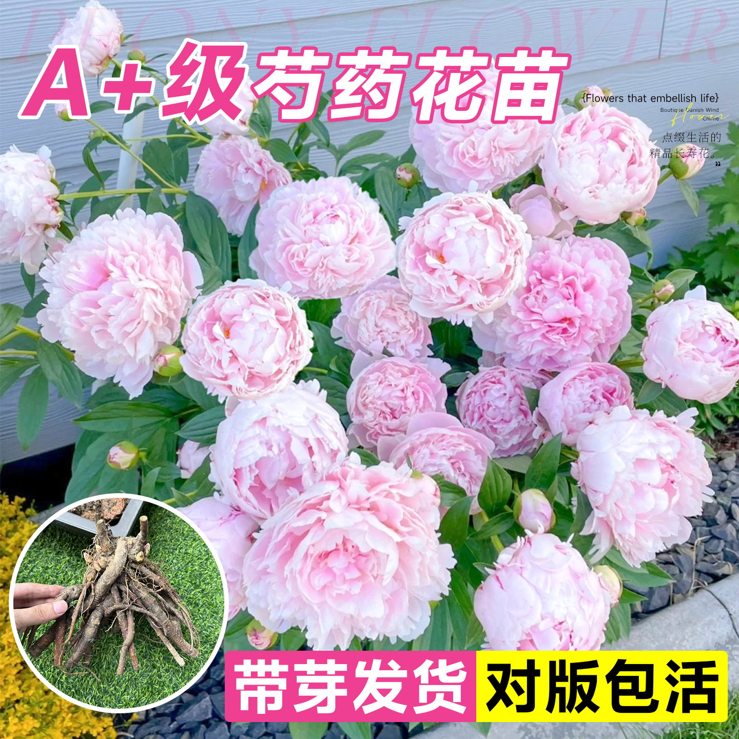 芍药花苗带芽重瓣大苗耐寒鲜花