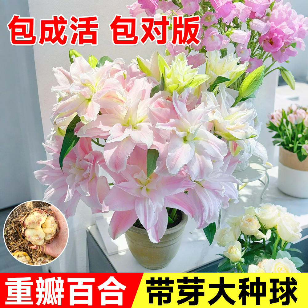 重瓣特大香水百合种球