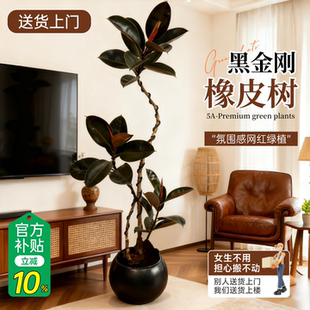 黑金刚橡皮树客厅绿植高级感大盆栽植物轻奢办公室内落地高端好养