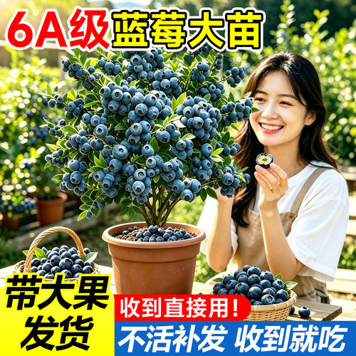 6A特大号蓝莓带果盆栽不活包补
