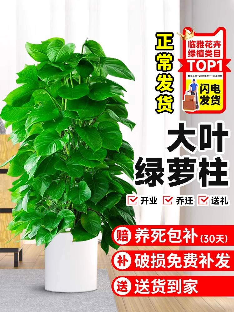 大叶绿萝柱盆栽客厅大型绿植办公室内除甲醛净化空气新房好养绿箩