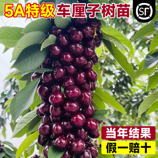 正宗车厘子树苗果树大全矮化特大果苗带土樱桃南北方种植盆栽嫁接